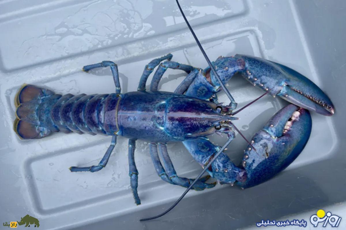 لابستر آبی چیست؟ شگفتی‌های نادر در دل اقیانوس