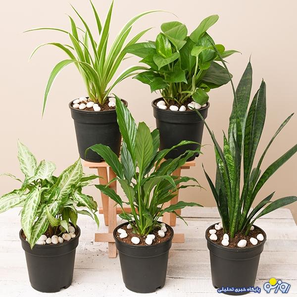 از ارکیده تا سانسوریا؛ ارزان‌ترین و گران‌ترین گیاهان آپارتمانی کدامند؟